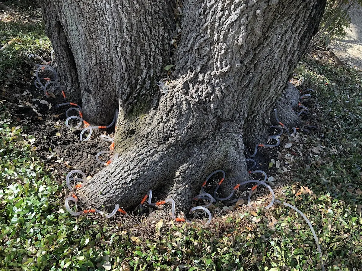 Detailed Tree Cabling and Bracing job site in Deltona